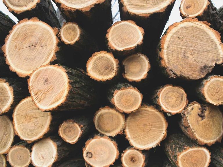 Das Fertigteilhaus mit Holzelementen – Vorteile und Nachteile im Überblick