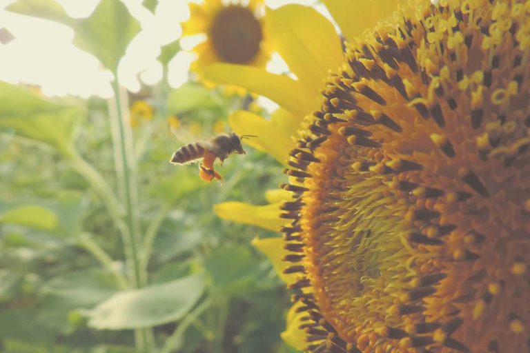 Den eigenen Garten selbst professionell gestalten – so geht’s