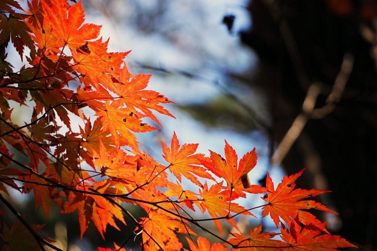 Die richtige Kleidung für die Gartenarbeit im Herbst