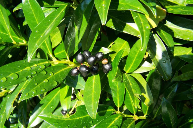 Kirschlorbeer im mediterranen Garten