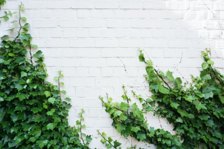 Efeuwände – Mehr als nur eine grüne Wanddekoration