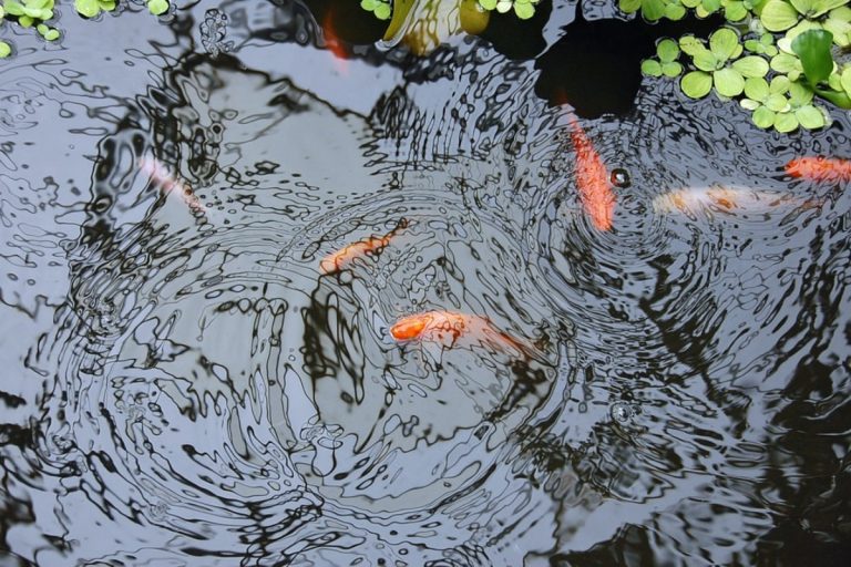 Wirksame Pflege für den Gartenteich